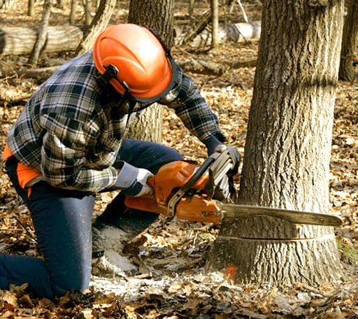 Tree Removal in Round Top, NY